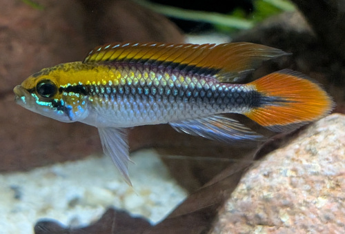 Apistogramma agassizii