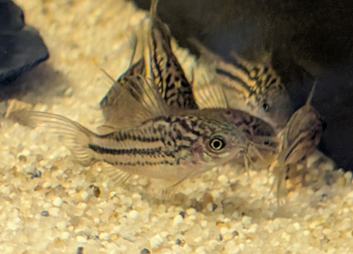 Gastrodermus napoensis