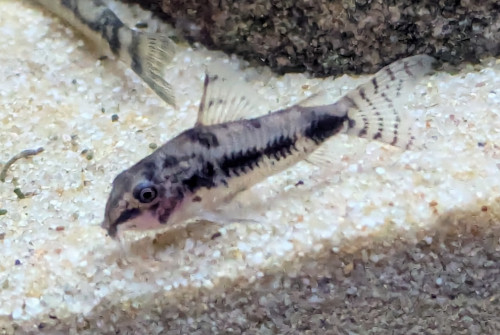 Hoplisoma habrosum Hoplisoma habrosum