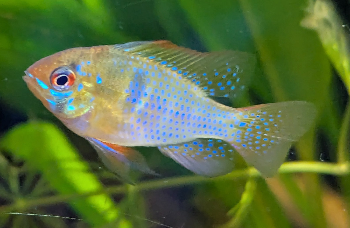 Schmetterlingsbuntbarsch Männchen