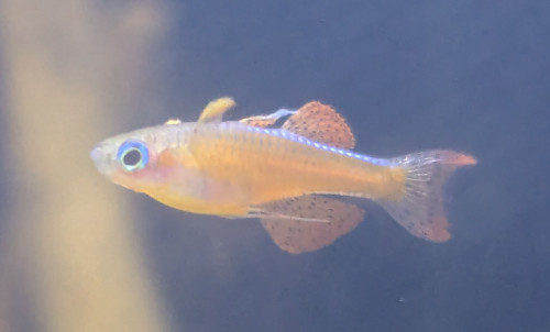 Pseudomugil luminatus