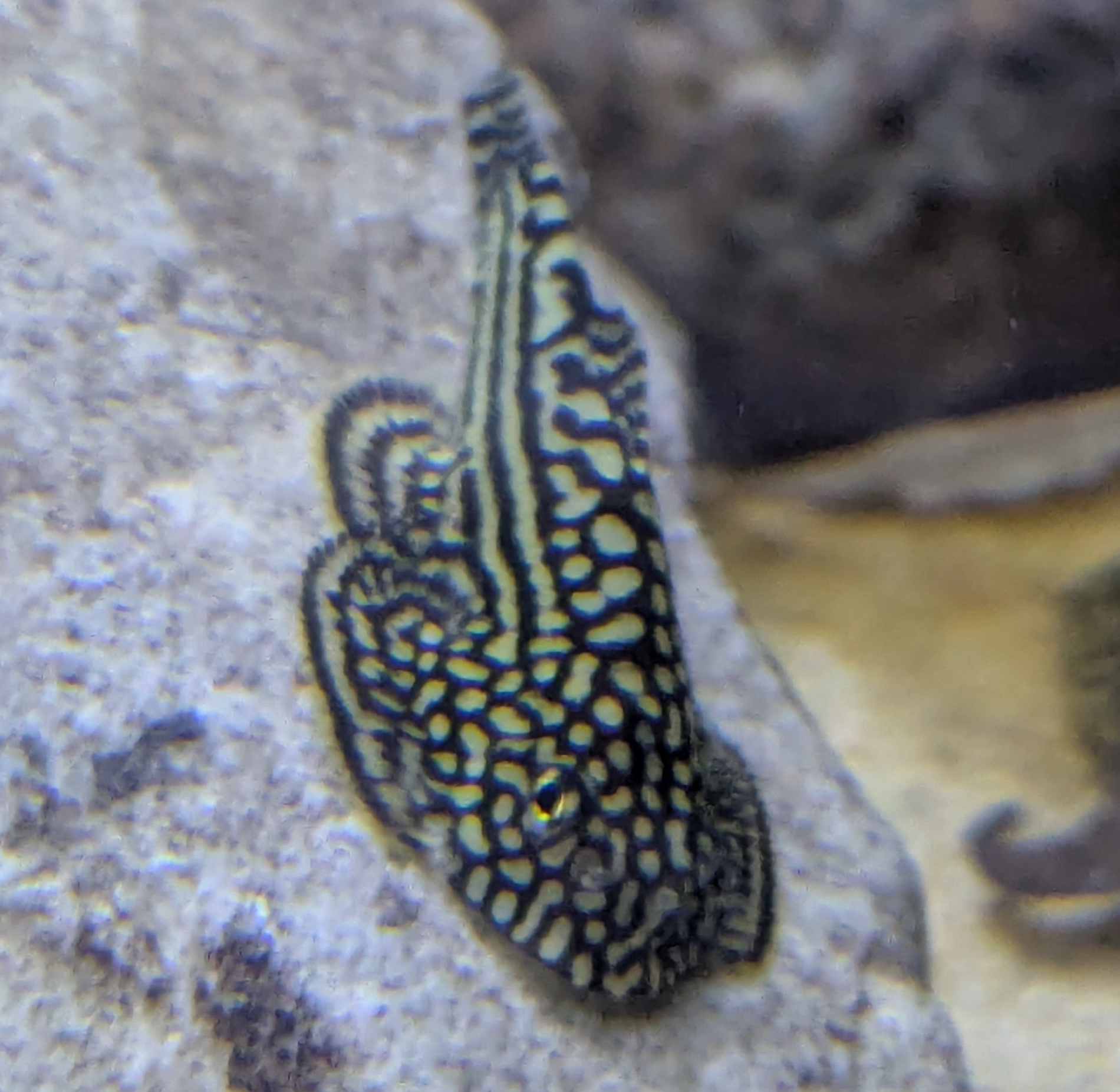 Sewellia lineolata Sewellia lineolata