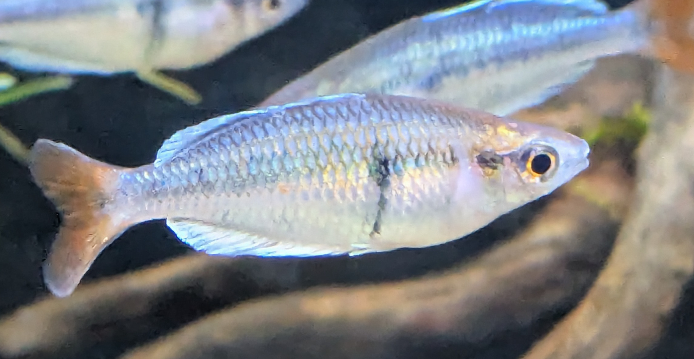 Melanotaenia Kali Tawa Melanotaenia Kali Tawa